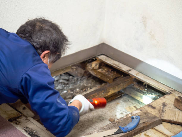 Best Mold Removal Near Me  in Warroad, MN