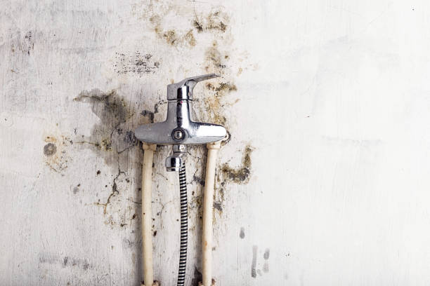 Best Mold Testing  in Warroad, MN