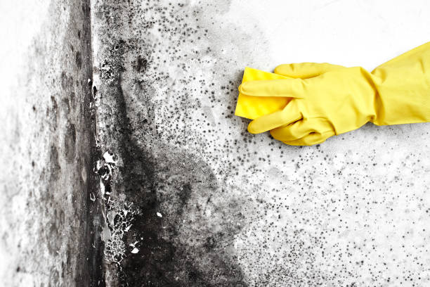 Best Commercial Mold Removal  in Warroad, MN