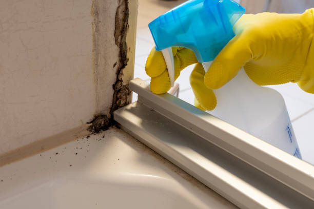 Best Mold Removal Specialists  in Warroad, MN
