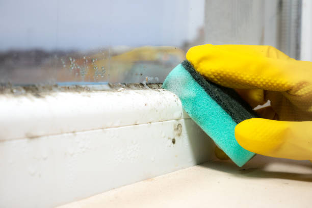 Best Mold Damage Repair  in Warroad, MN
