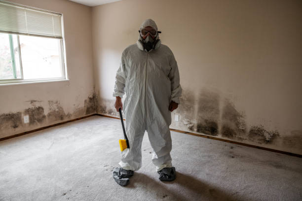 Mold Removal and Inspection in Warroad, MN