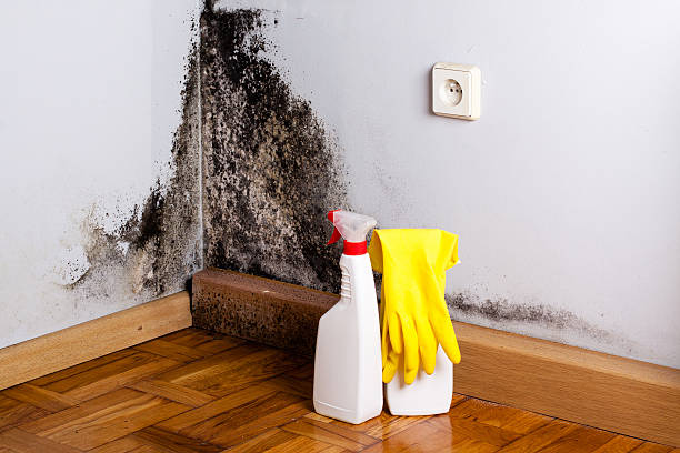 Best Toxic Mold Removal  in Warroad, MN