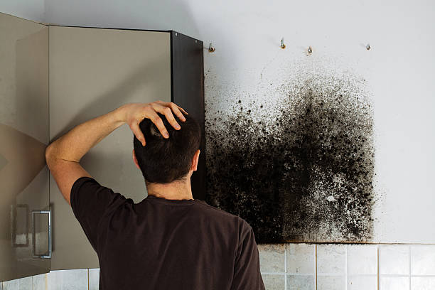 Best Crawl Space Mold Removal  in Warroad, MN