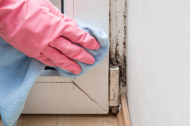Best Mold Removal and Inspection  in Warroad, MN