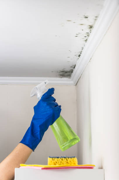 Home Mold Removal in Warroad, MN