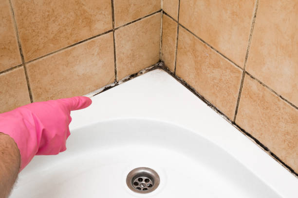 Best Residential Mold Removal  in Warroad, MN